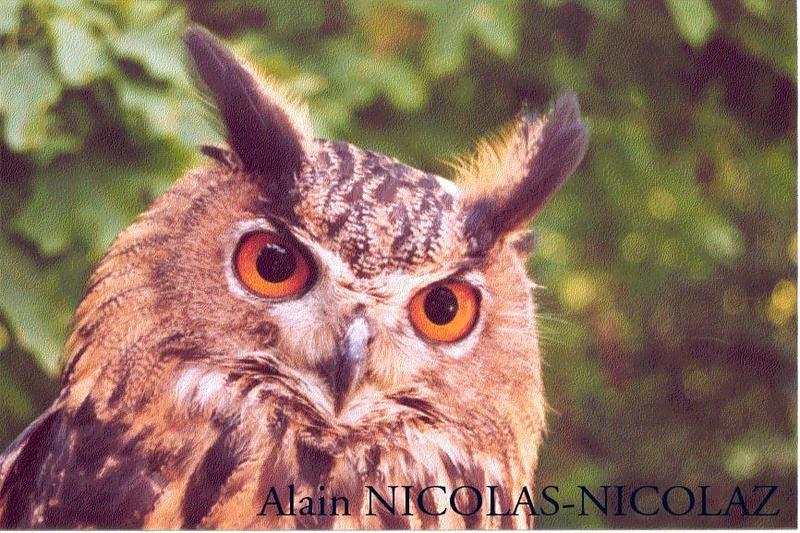 Eurasian Eagle Owl (Bubo bubo) {!--수리부엉이-->; DISPLAY FULL IMAGE.