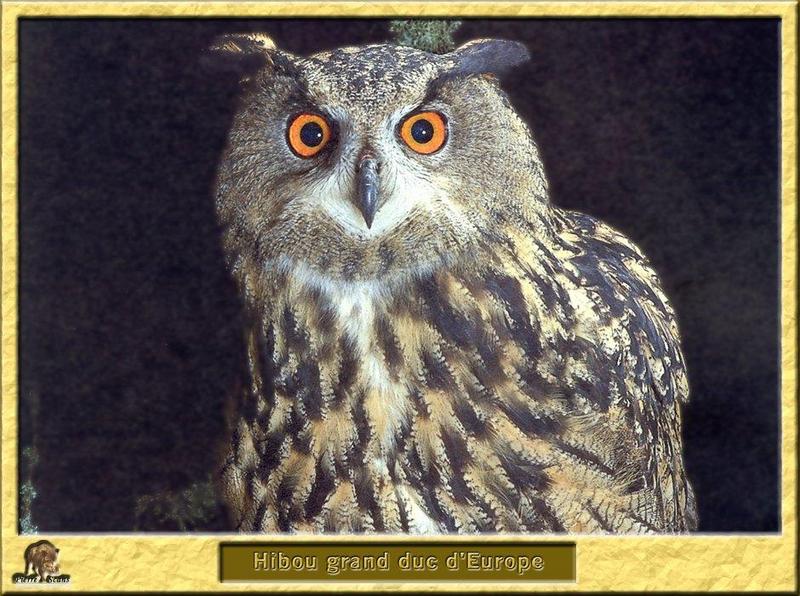 Eurasian Eagle Owl (Bubo bubo) {!--수리부엉이-->; DISPLAY FULL IMAGE.