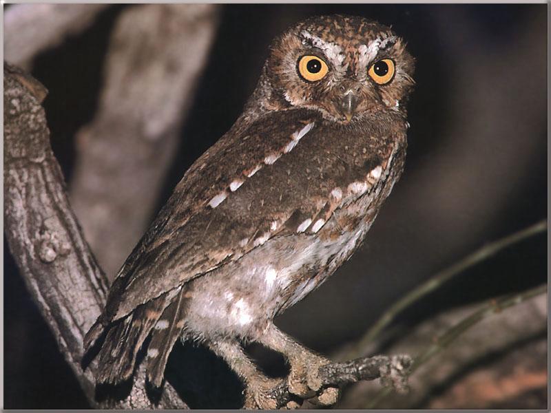 Elf Owl (Micrathene whitneyi) {!--요정올빼미-->; DISPLAY FULL IMAGE.