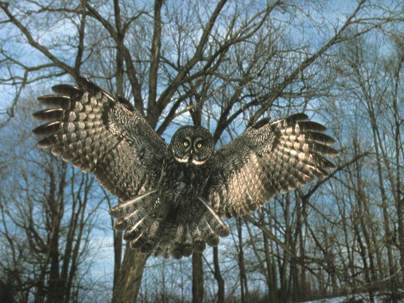 Great Grey Owl (Strix nebulosa) {!--큰회색올빼미-->; DISPLAY FULL IMAGE.