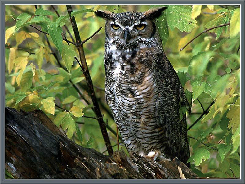 Great Horned Owl (Bubo virginianus) {!--큰뿔부엉이/아메리카수리부엉이-->; DISPLAY FULL IMAGE.