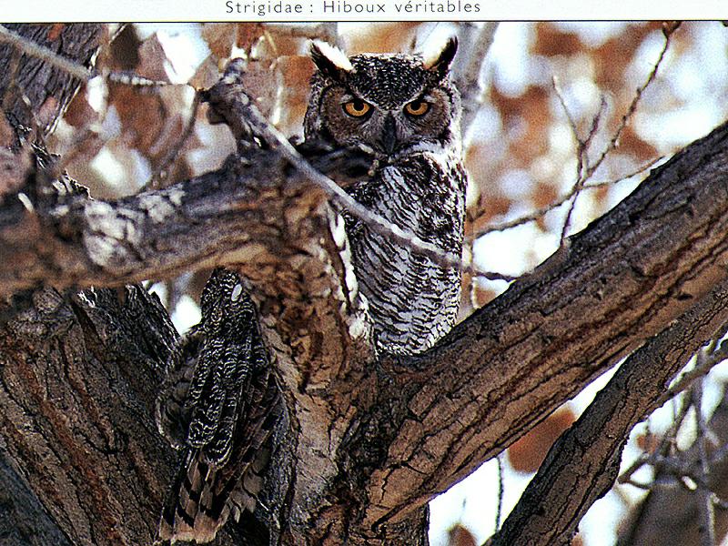 Great Horned Owl (Bubo virginianus) {!--큰뿔부엉이/아메리카수리부엉이-->; DISPLAY FULL IMAGE.