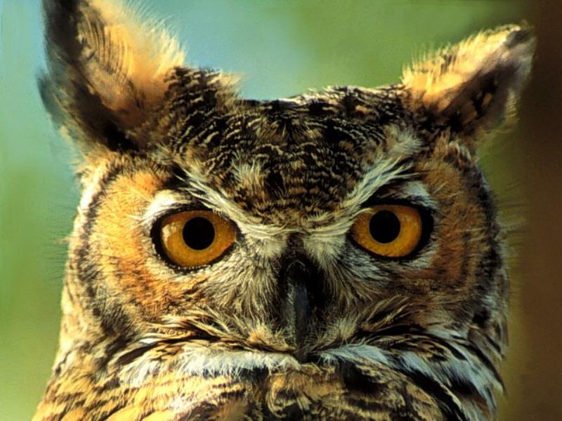 Great Horned Owl (Bubo virginianus) {!--큰뿔부엉이/아메리카수리부엉이-->; DISPLAY FULL IMAGE.