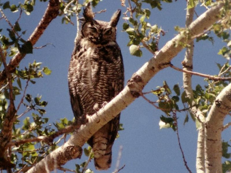 Great Horned Owl (Bubo virginianus); DISPLAY FULL IMAGE.