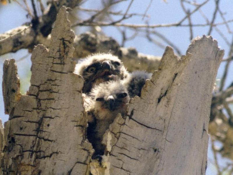Great Horned Owl chicks (Bubo virginianus); DISPLAY FULL IMAGE.