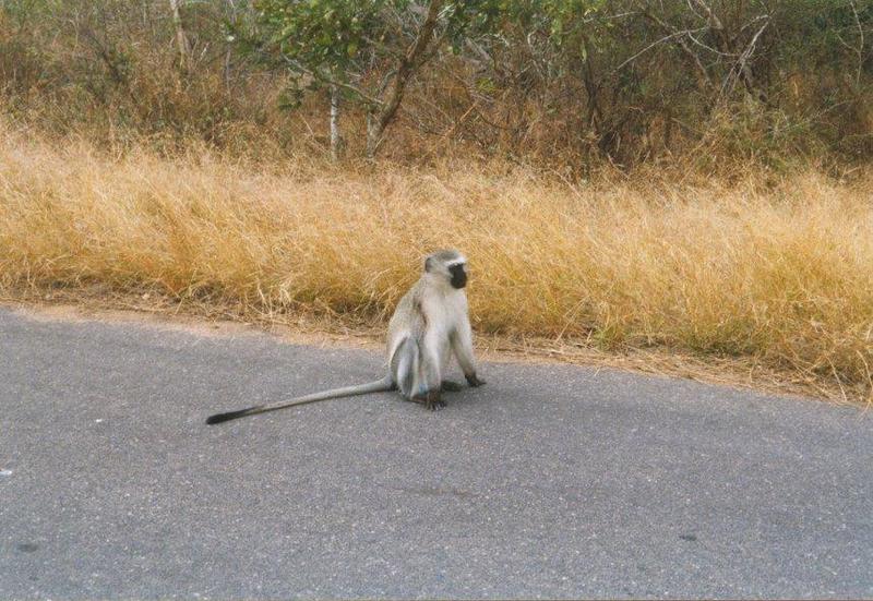 Vervet Monkey (Chlorocebus aethiops) {!--사바나원숭이-->; DISPLAY FULL IMAGE.