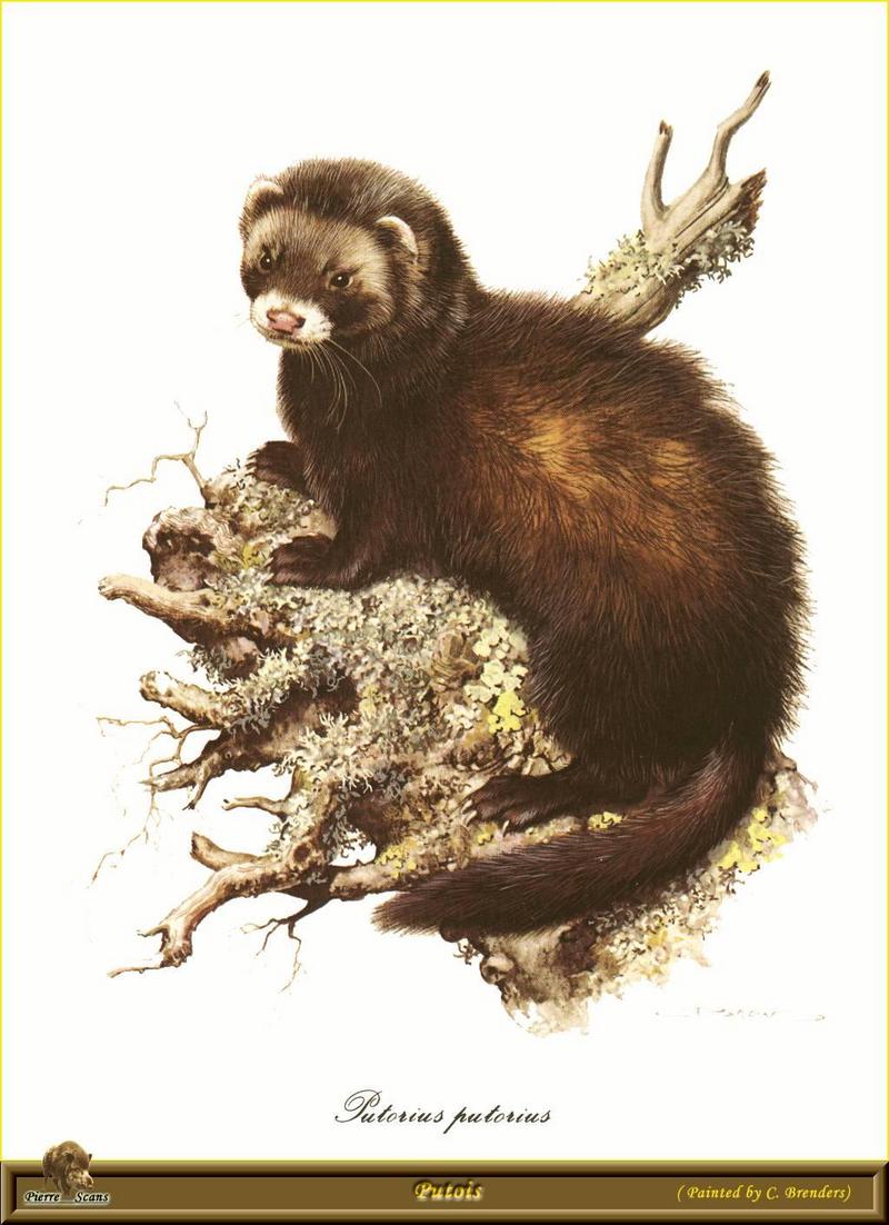 [Animal Art - Carl Brenders] European Polecat (Mustela putorius) {!--긴털족제비(유럽)-->; DISPLAY FULL IMAGE.