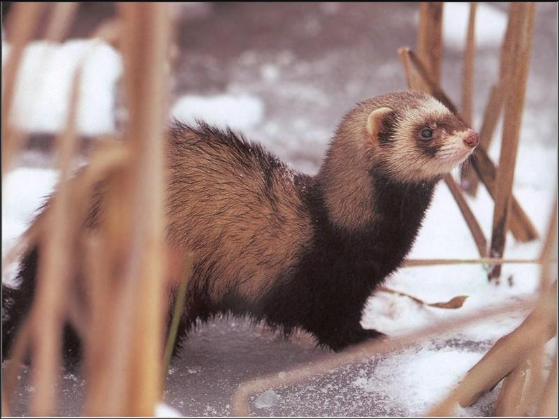 European Polecat (Mustela putorius) {!--긴털족제비(유럽)-->; DISPLAY FULL IMAGE.