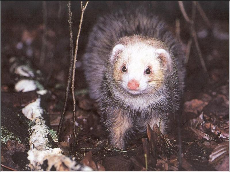 European Polecat (Mustela putorius) {!--긴털족제비(유럽)-->; DISPLAY FULL IMAGE.