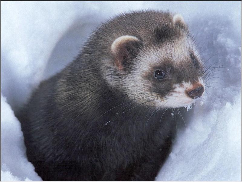 European Polecat (Mustela putorius) {!--긴털족제비(유럽)-->; DISPLAY FULL IMAGE.