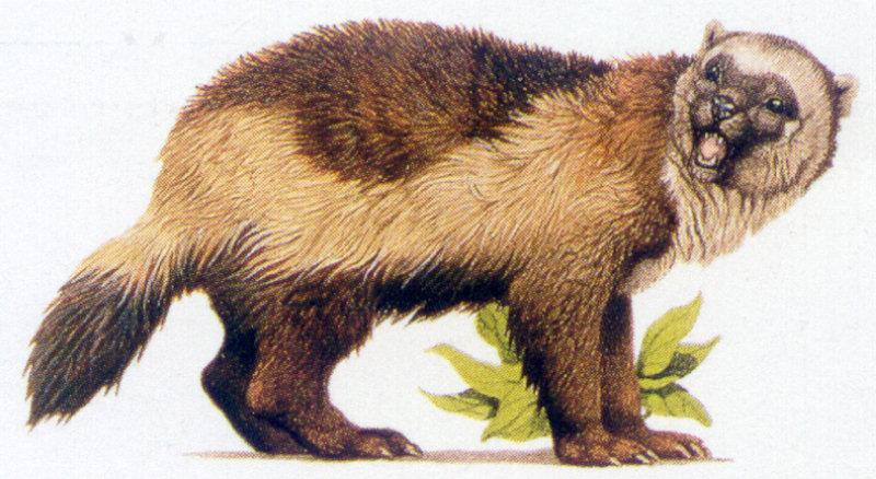 [Animal Art] Wolverine (Gulo gulo) {!--울버린(구즈리)-->; DISPLAY FULL IMAGE.