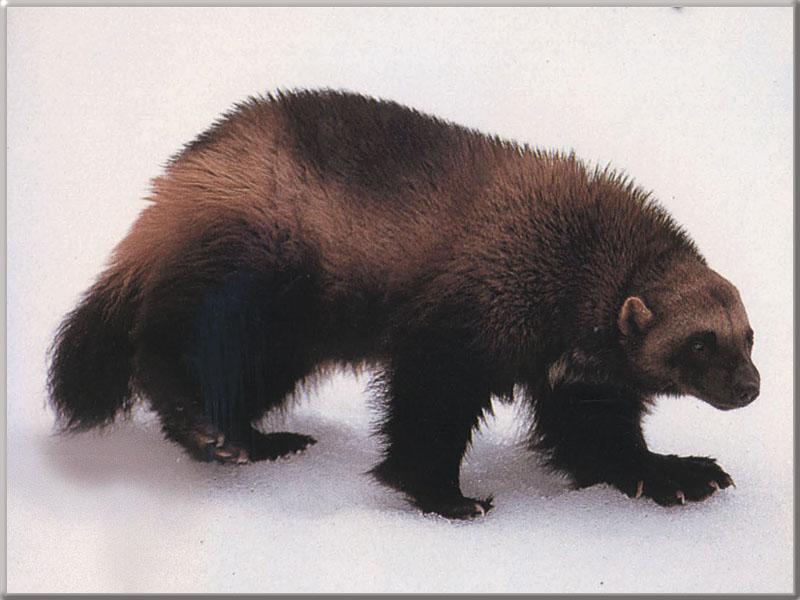 Wolverine (Gulo gulo) {!--울버린(구즈리)-->; DISPLAY FULL IMAGE.