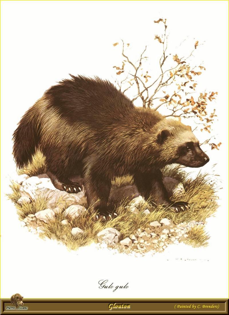 [Animal Art - Carl Brenders] Wolverine (Gulo gulo) {!--울버린(구즈리)-->; DISPLAY FULL IMAGE.