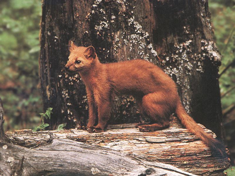 American Marten (Martes americana) {!--아메리카담비-->; DISPLAY FULL IMAGE.