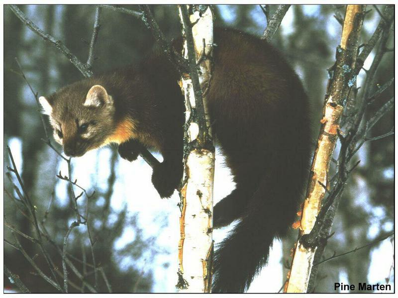 European Pine Marten (Martes martes) {!--유럽소나무산달-->; DISPLAY FULL IMAGE.