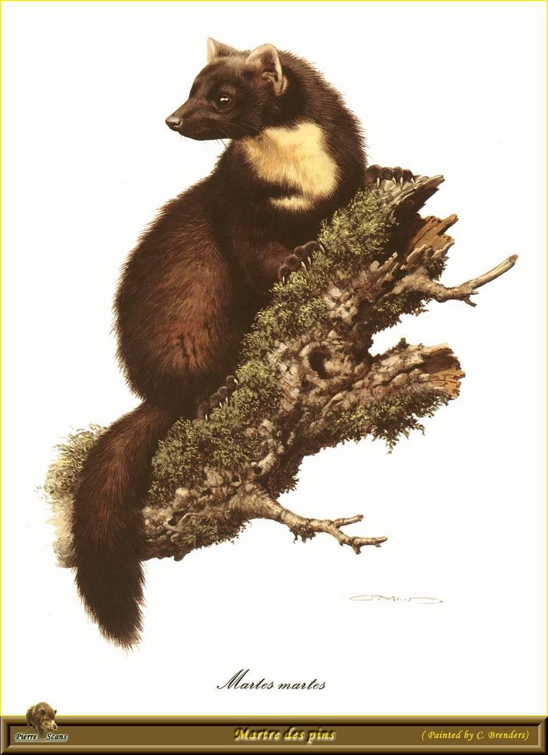 [Animal Art - Carl Brenders] European Pine Marten (Martes martes) {!--유럽소나무산달-->; DISPLAY FULL IMAGE.