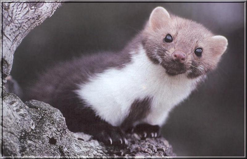 European Pine Marten (Martes martes) {!--유럽소나무산달-->; DISPLAY FULL IMAGE.