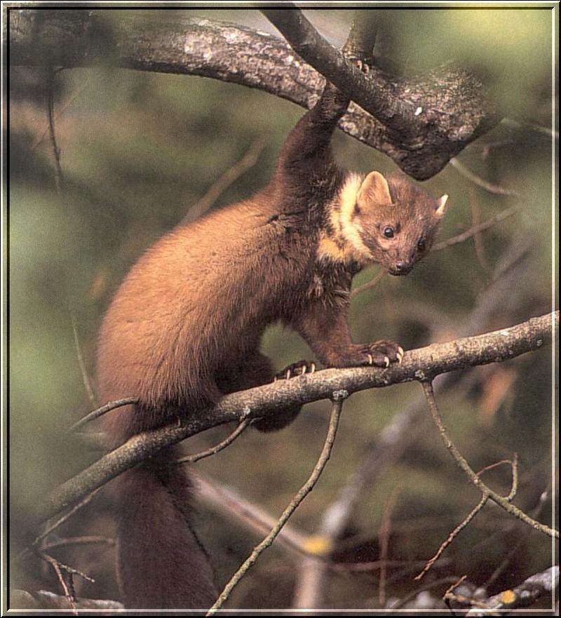 European Pine Marten (Martes martes) {!--유럽소나무산달-->; DISPLAY FULL IMAGE.