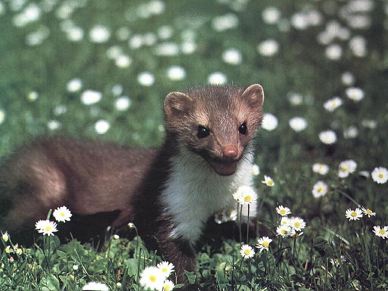 Least Weasel (Mustela nivalis) {!--무산쇠족제비-->; DISPLAY FULL IMAGE.