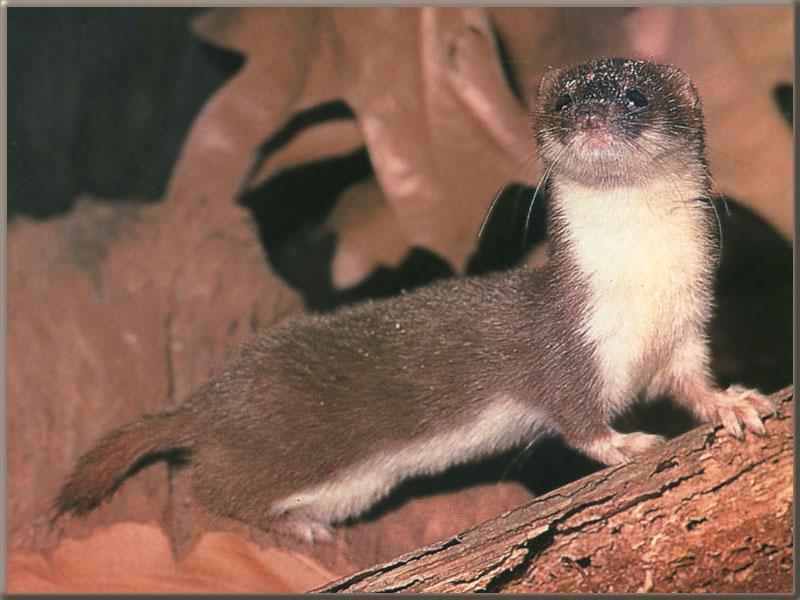 Least Weasel (Mustela nivalis) {!--무산쇠족제비-->; DISPLAY FULL IMAGE.