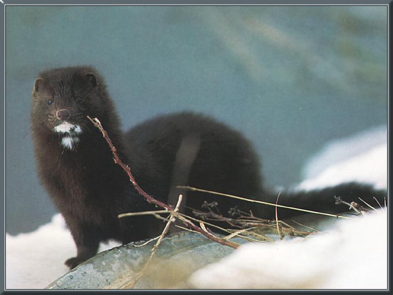 American Mink (Mustela vison) {!--아메리카밍크-->; DISPLAY FULL IMAGE.