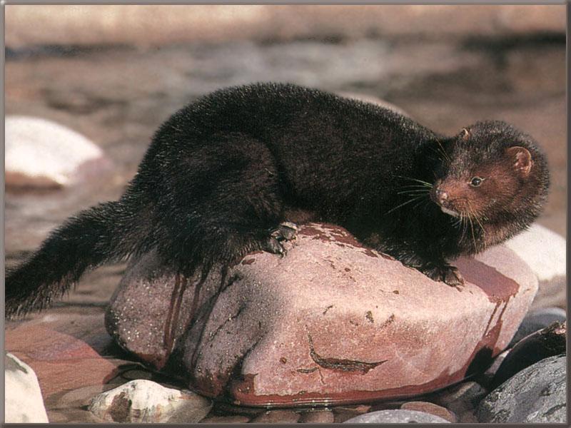 American Mink (Mustela vison) {!--아메리카밍크-->; DISPLAY FULL IMAGE.