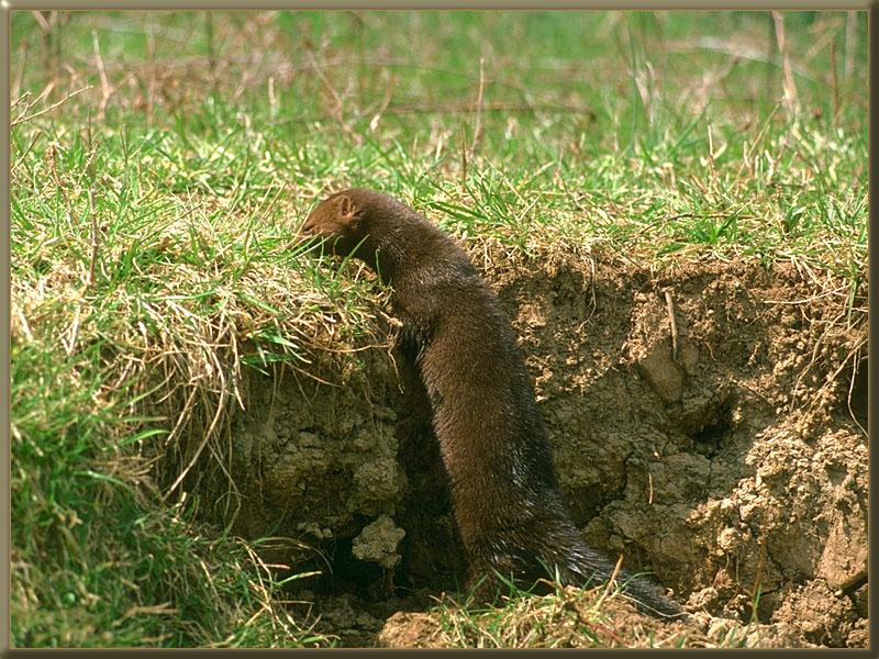 American Mink (Mustela vison) {!--아메리카밍크-->; DISPLAY FULL IMAGE.