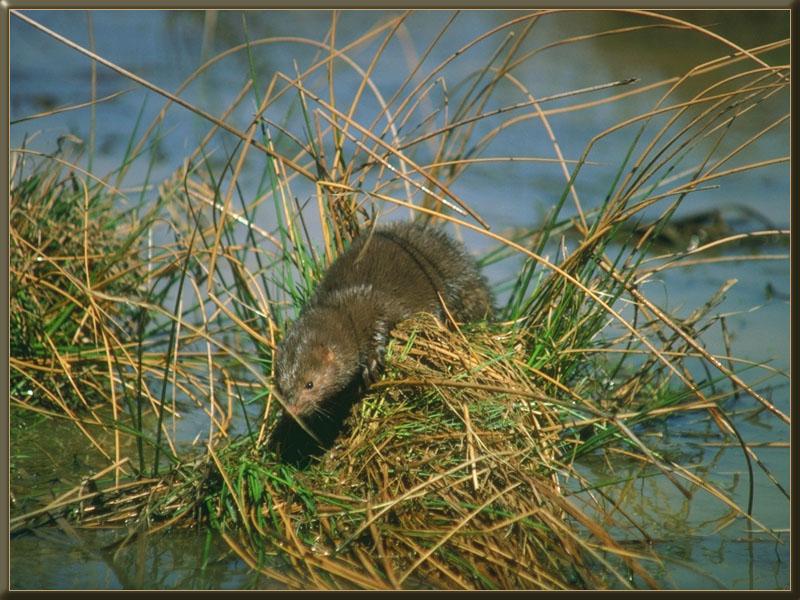 American Mink (Mustela vison) {!--아메리카밍크-->; DISPLAY FULL IMAGE.