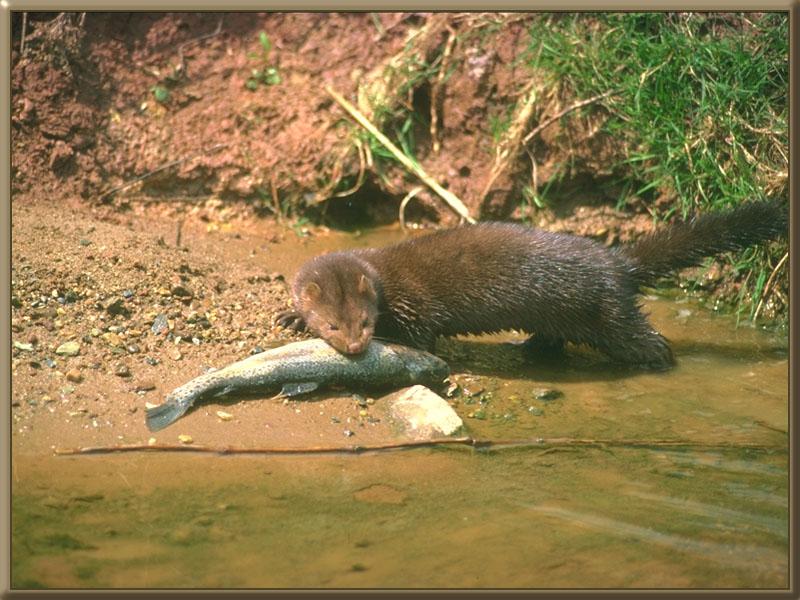 American Mink (Mustela vison) {!--아메리카밍크-->; DISPLAY FULL IMAGE.