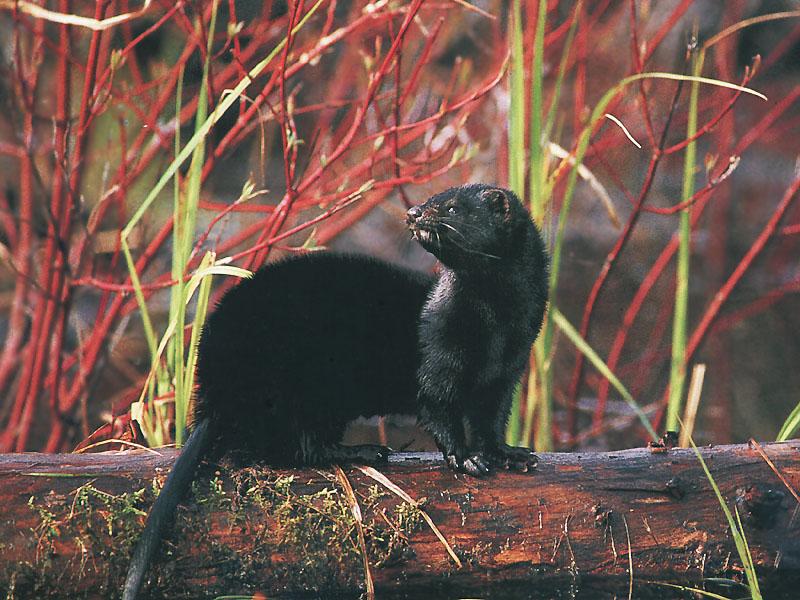 American Mink (Mustela vison) {!--아메리카밍크-->; DISPLAY FULL IMAGE.