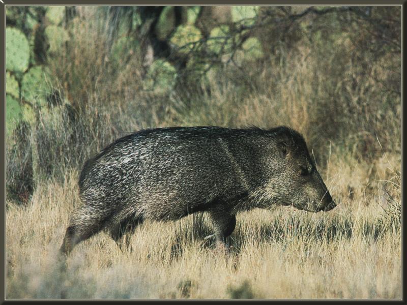 Collared Peccary (Pecari tajacu) {!--목도리페커리-->; DISPLAY FULL IMAGE.