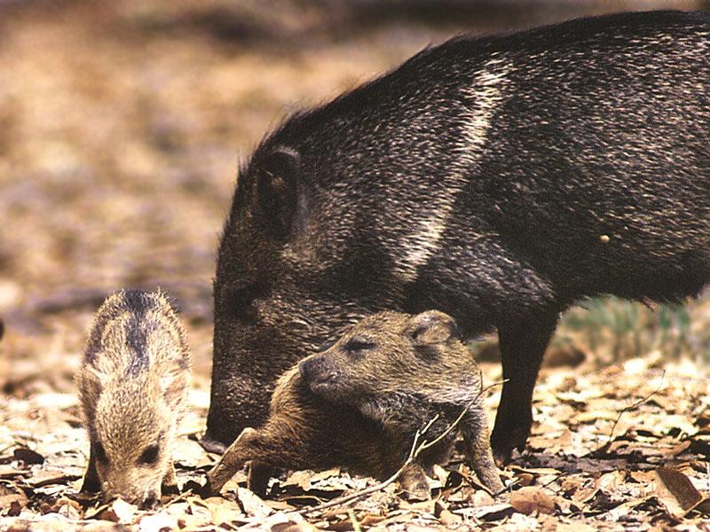 Collared Peccary mother and babies (Pecari tajacu) {!--목도리페커리-->; DISPLAY FULL IMAGE.