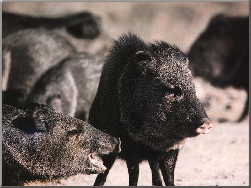 Collared Peccary (Pecari tajacu) {!--목도리페커리-->; DISPLAY FULL IMAGE.