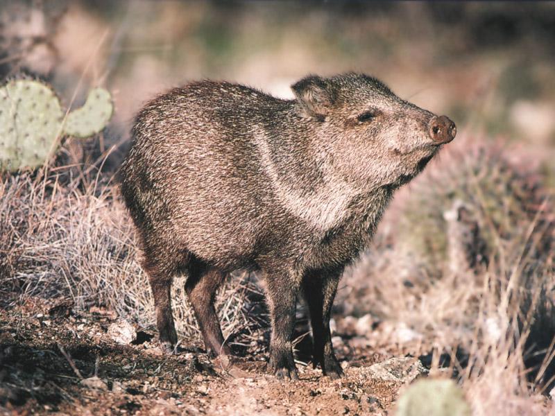 Collared Peccary (Pecari tajacu) {!--목도리페커리-->; DISPLAY FULL IMAGE.