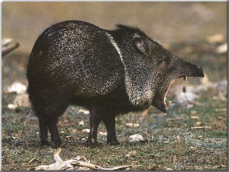 Collared Peccary (Pecari tajacu) {!--목도리페커리-->; DISPLAY FULL IMAGE.