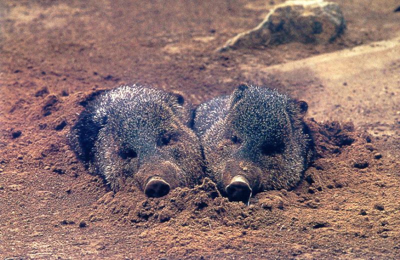 Collared Peccary piglets (Pecari tajacu) {!--목도리페커리-->; DISPLAY FULL IMAGE.