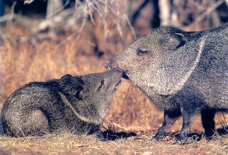 Collared Peccaries (Pecari tajacu) {!--목도리페커리-->; DISPLAY FULL IMAGE.