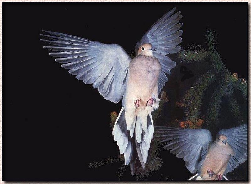 Mourning Dove (Zenaida macroura) {!--긴꼬리비둘기-->; DISPLAY FULL IMAGE.