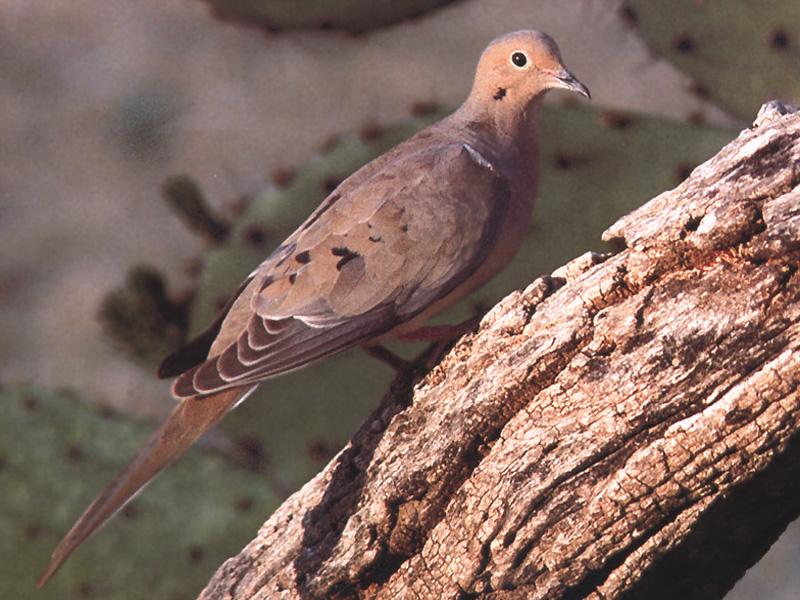 Mourning Dove (Zenaida macroura) {!--긴꼬리비둘기-->; DISPLAY FULL IMAGE.