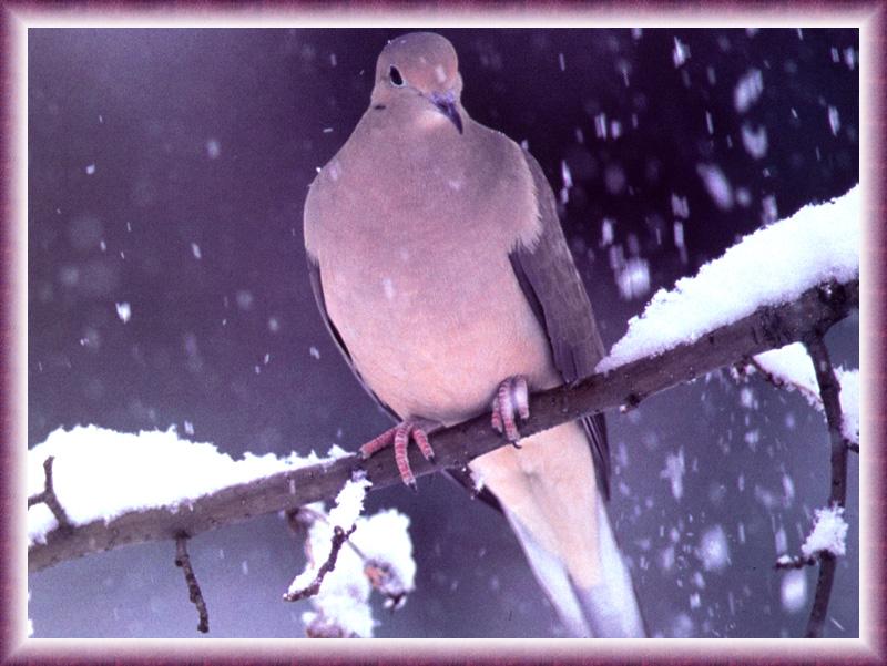 Mourning Dove (Zenaida macroura) {!--긴꼬리비둘기-->; DISPLAY FULL IMAGE.