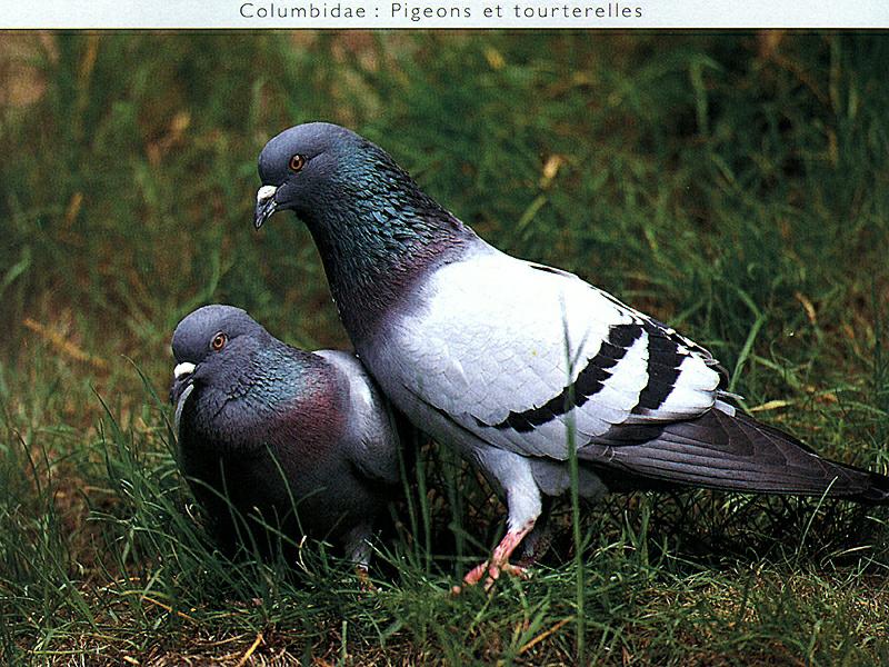 Rock Dove pair (Columba livia) {!--집비둘기-->; DISPLAY FULL IMAGE.