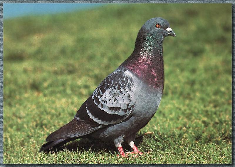 Rock Dove (Columba livia) {!--집비둘기-->; DISPLAY FULL IMAGE.