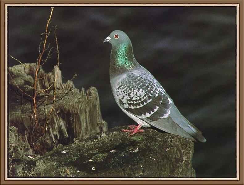 Rock Dove (Columba livia) {!--집비둘기-->; DISPLAY FULL IMAGE.