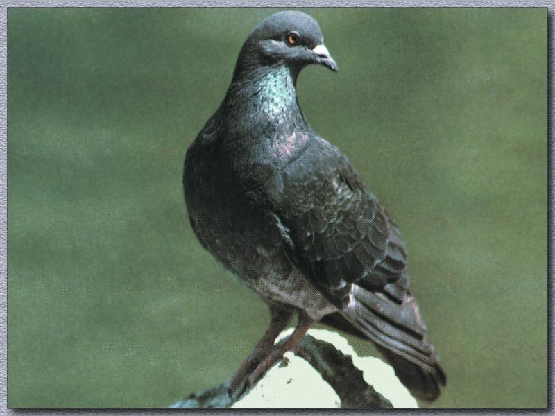 Rock Dove (Columba livia) {!--집비둘기-->; DISPLAY FULL IMAGE.