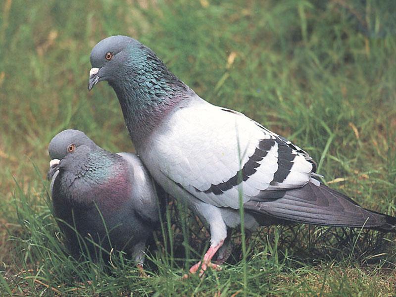 Rock Doves (Columba livia) {!--집비둘기-->; DISPLAY FULL IMAGE.