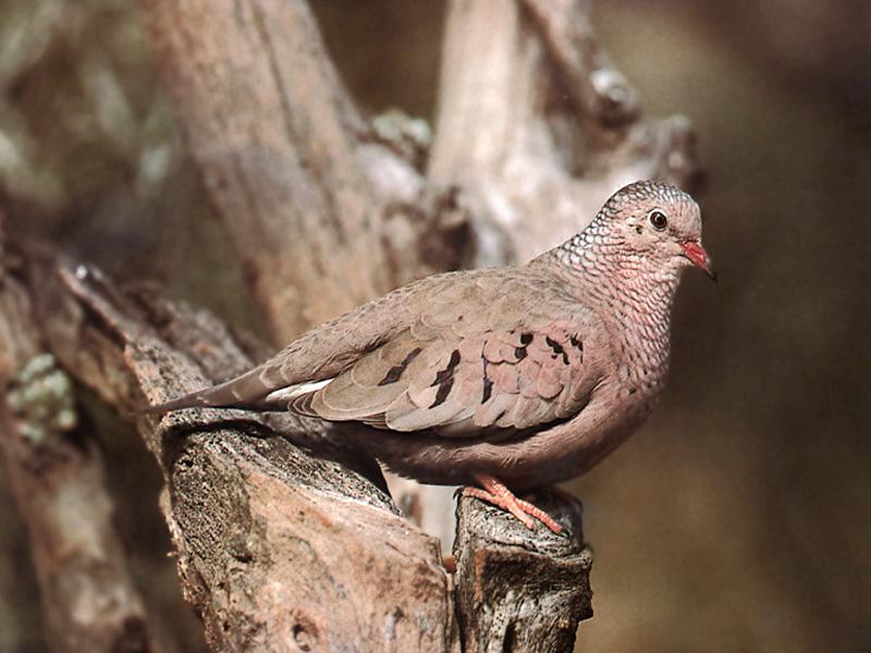 Common Ground-Dove (Columbina passerina) {!--땅비둘기-->; DISPLAY FULL IMAGE.