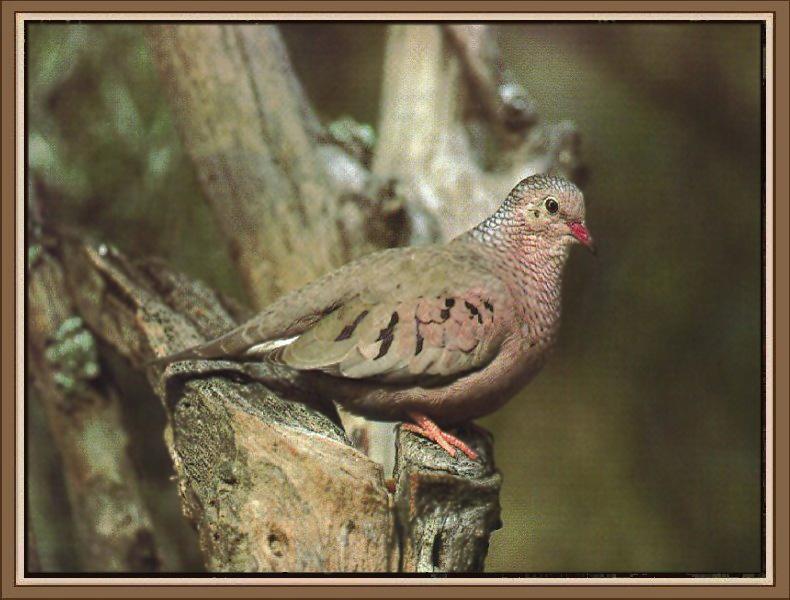 Common Ground-Dove (Columbina passerina) {!--땅비둘기-->; DISPLAY FULL IMAGE.