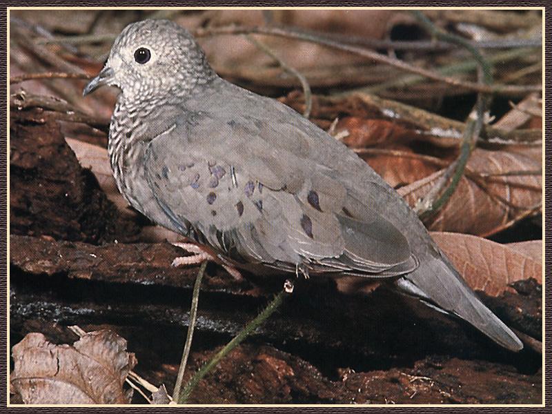Common Ground-Dove (Columbina passerina) {!--땅비둘기-->; DISPLAY FULL IMAGE.