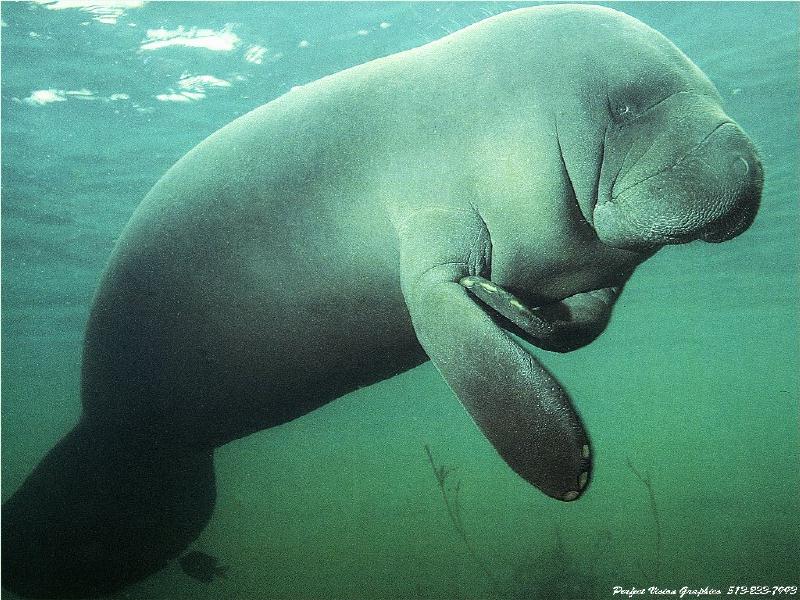 West Indian Manatee (Trichechus manatus) {!--카리브바다소,해우(海牛)-->; DISPLAY FULL IMAGE.