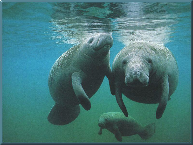 West Indian Manatee family (Trichechus manatus) {!--카리브바다소,해우(海牛)-->; DISPLAY FULL IMAGE.